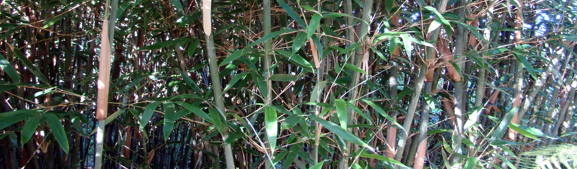 Bamboekwekerij