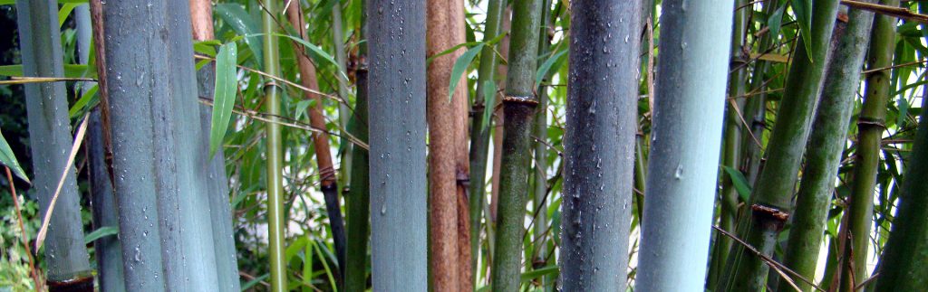 Borinda papyrifera in de botanische tuin  De Groene Prins