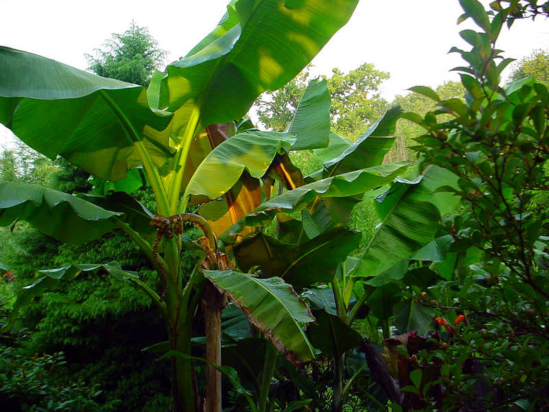 De bekendste onder de tuinbananen is Musa basjoo