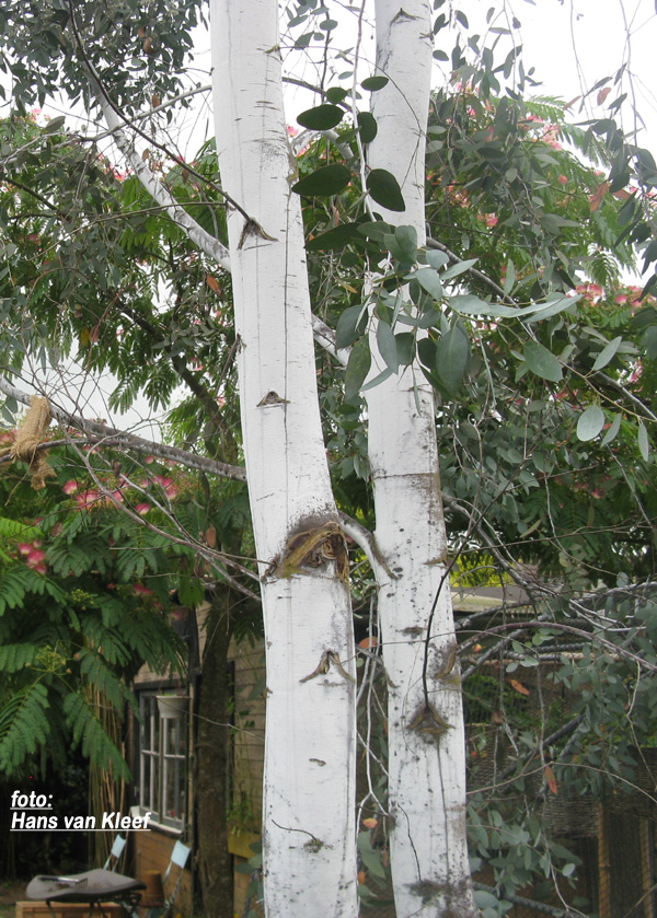 Prachtige bast van Eucalyptus gunnii divaricata