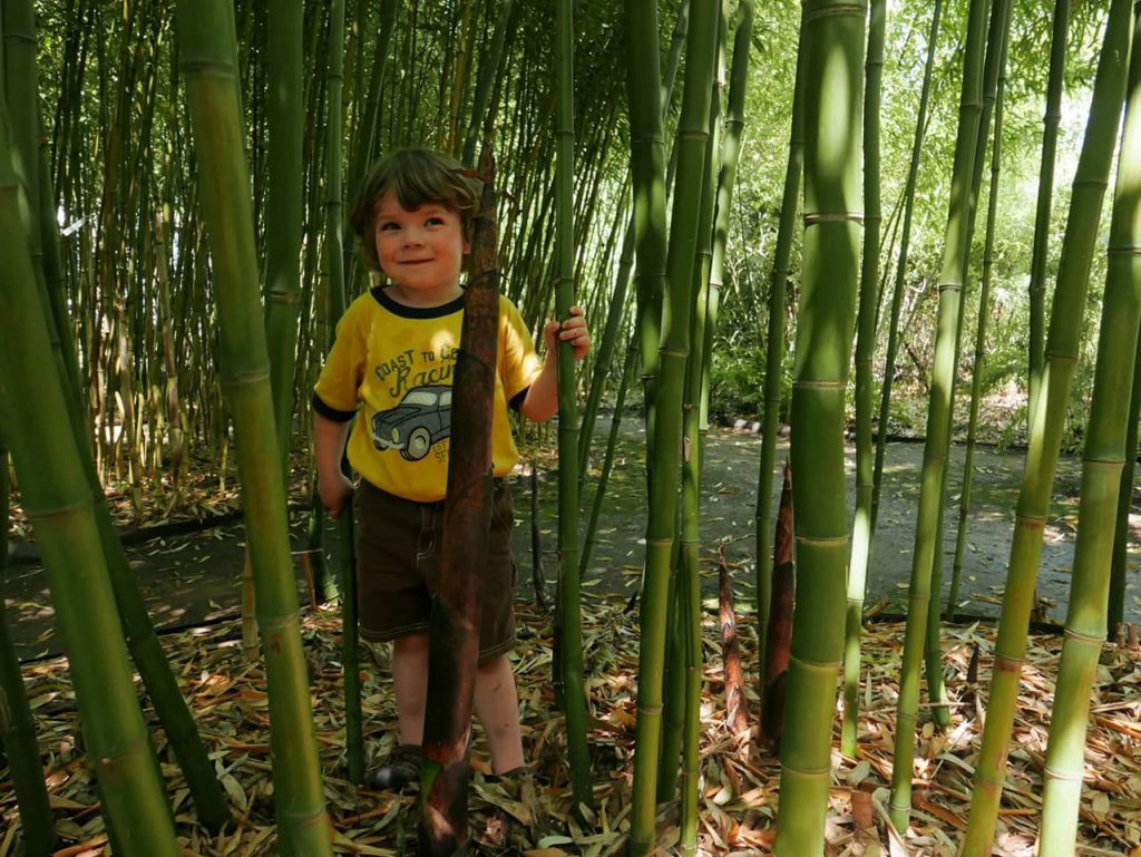 Volwassen reuzenbamboe in een bamboetuin (Kwekerij Rosteto, Praag)