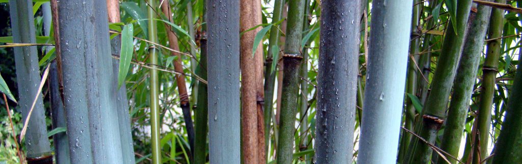 Borinda papyrifera in de botanische tuin De Groene Prins