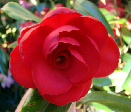 Camellia Kuro Delight botanische tuin De Groene Prins