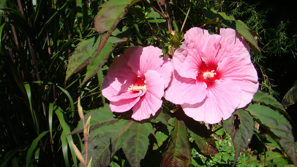 hibiscus-summer-storm in de botanische tuin van De Groene Prins