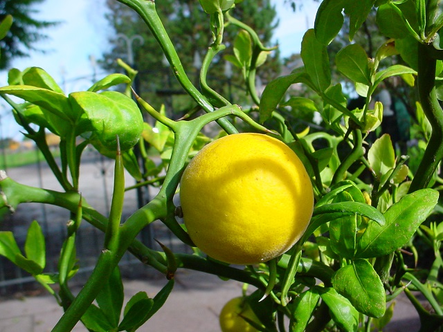 winterharde citroen Poncirus trifoliata botanische tuin De Groene Prins