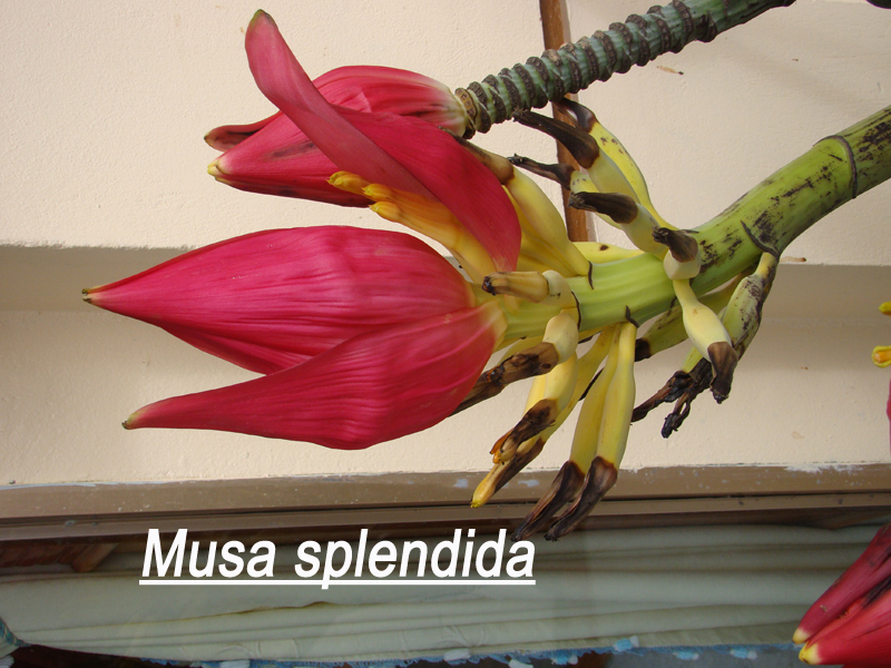 musa-splendida sierbanaan uit Vietnam