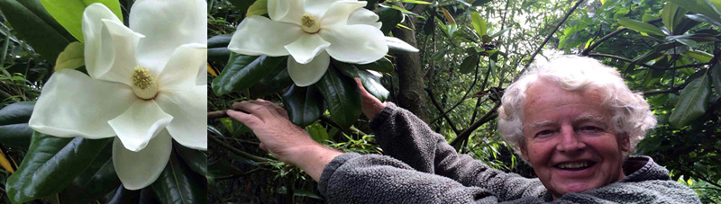 Magnolia grandiflora