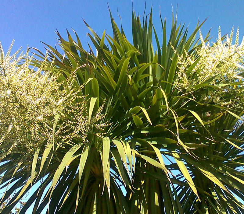 Cordyline australis