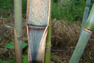 Borinda payrifera KR5287 in de botanische tuin De Groene Prins