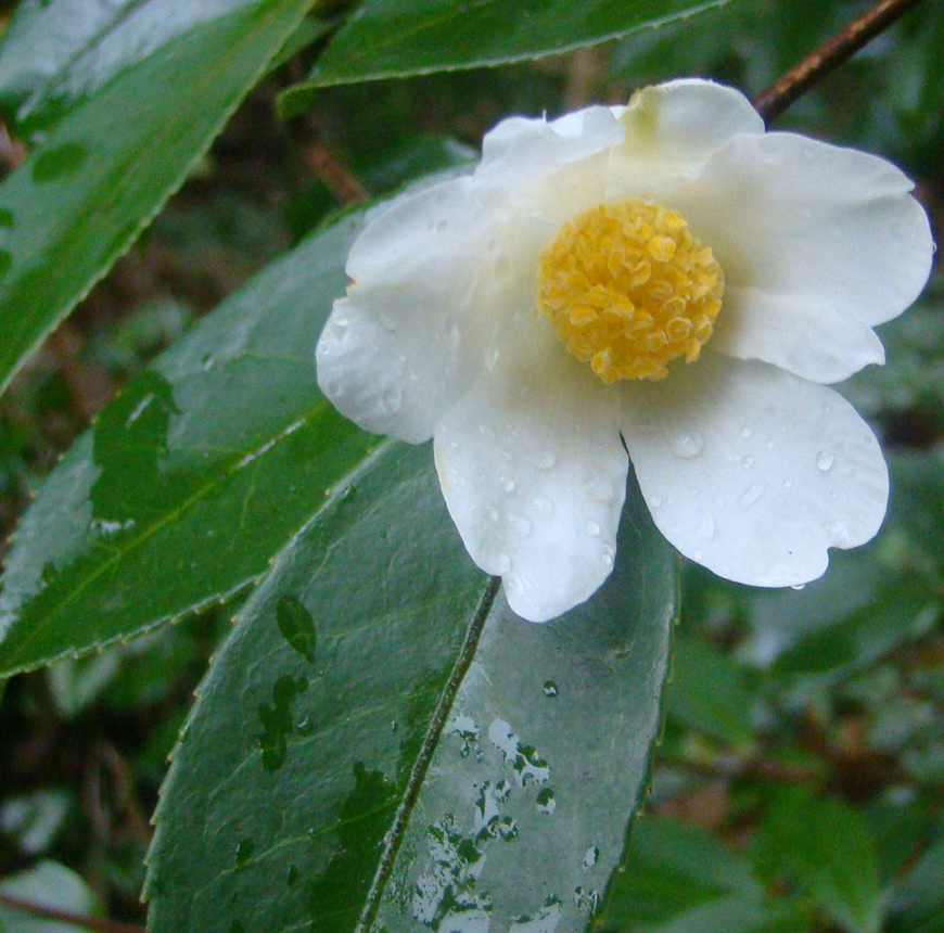 C. oleifera 'Lushan' bij Botanische Tuin De Groene Prins