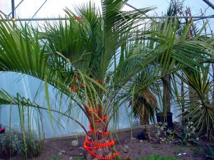  Butia eriospatha is  een goede palm voor de tuin, maar alleen met winterbescherming