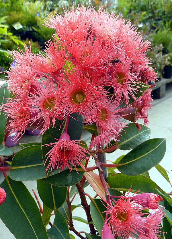 Eucalyptus ficifolia een exclusieve kuipplant