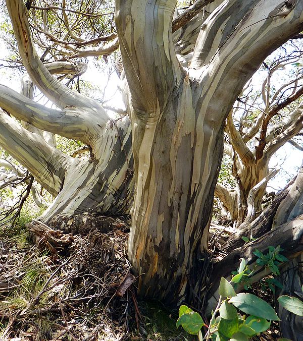 Eucalyptus niphophila Snowy Mountains Australië