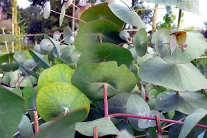 Eucalyptus perriniana - meestal op voorraad bij botanische tuin De Groene Prins