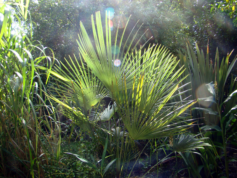 zonlicht in het palmblad van een Trachycarpus in de tuin