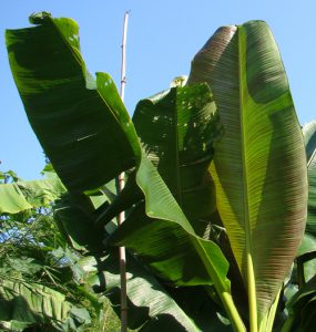 Musa sikkimensis bij Botanische tuin De Groene Prins
