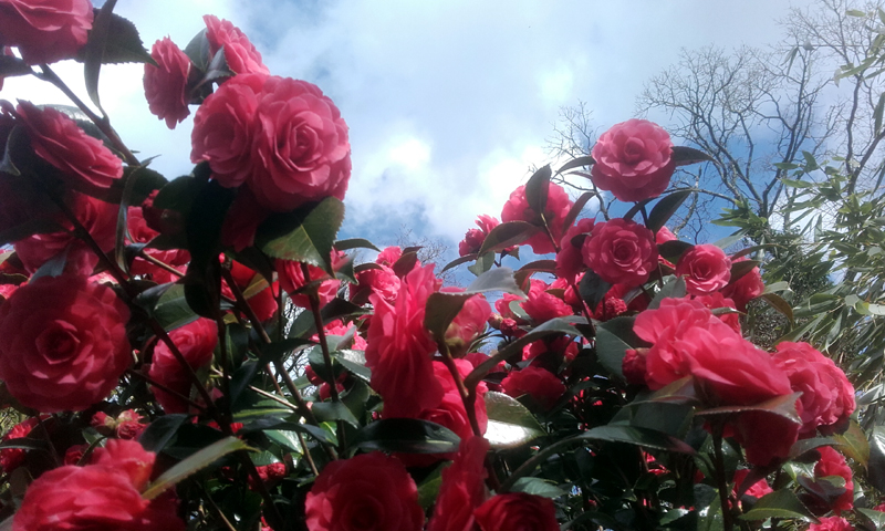 Camellia Helen Bower in de botanische tuin van De Groene Prins