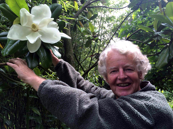 Magnolia grandiflora in bloei