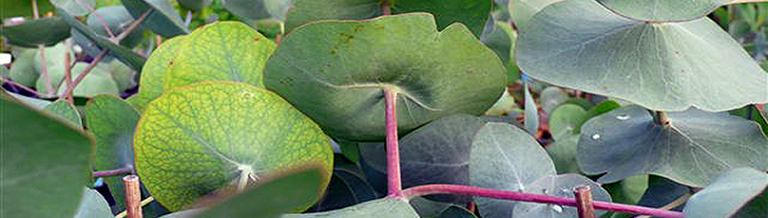 Jeugdblad Eucalyptus perriniana bij de Groene Prins