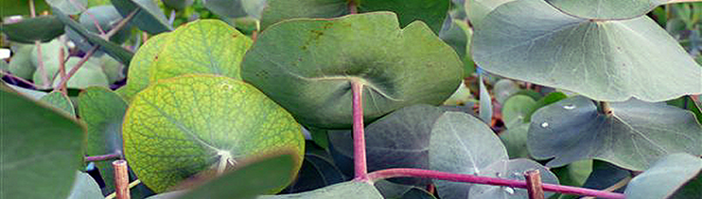 Young foliage on Eucalyptus perriniana at Nursery De Groene Prins