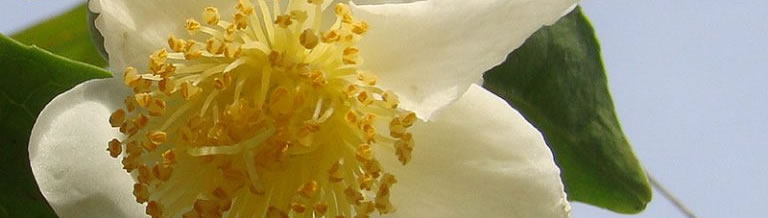 Camellia sinensis bij de Groene Prins