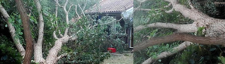 storm in de jungletuin bij Kwekerij De Groene Prins