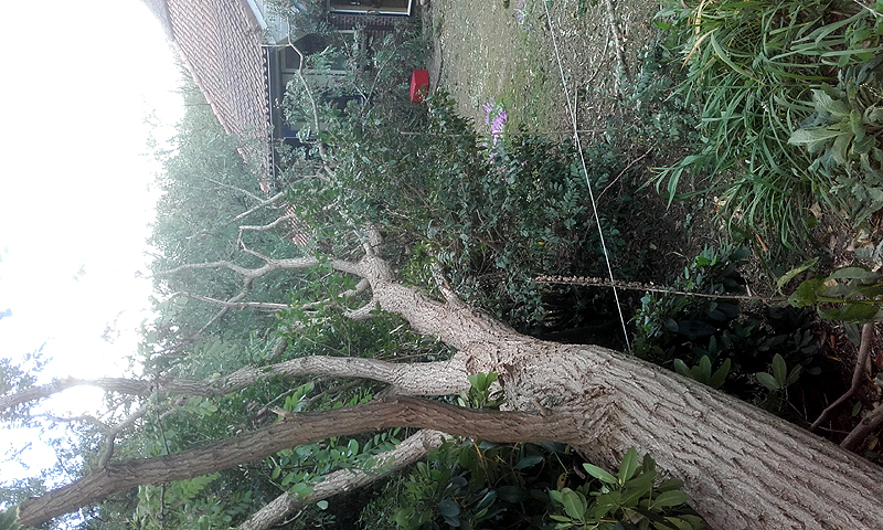 Robinia blown over by a severe storm early Autumn