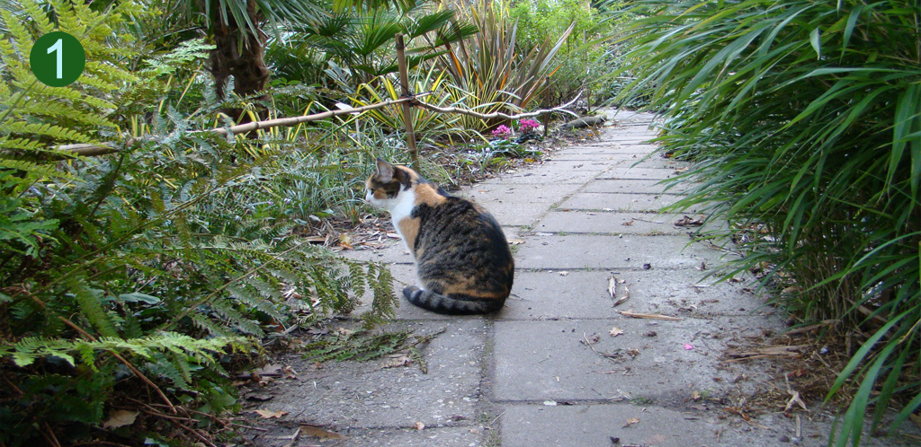 Animals at home in DeGroenePrins botanical garden