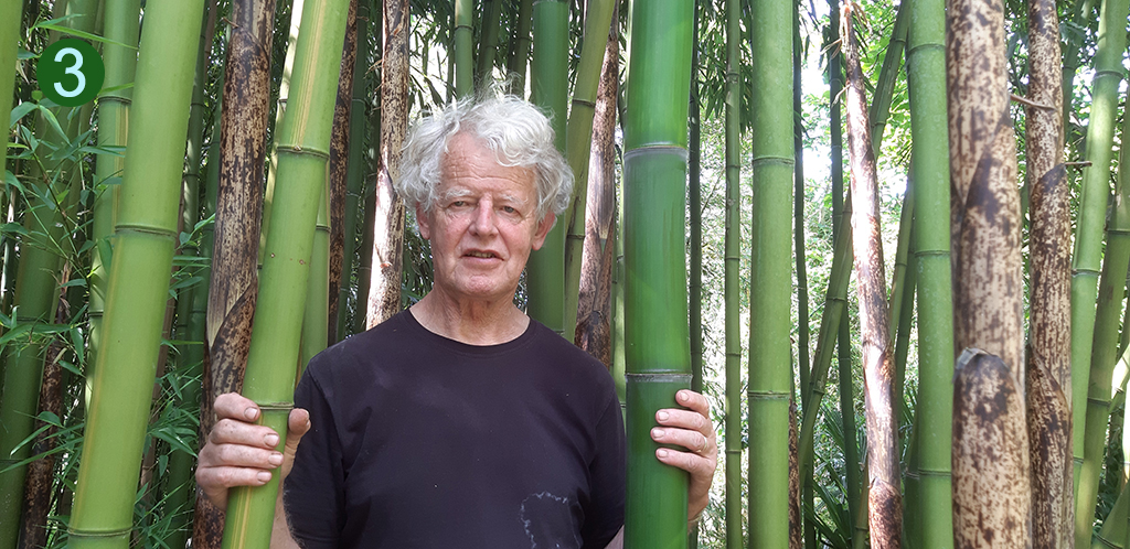 Phyllostachys vivax at DeGroenePrins botanical garden