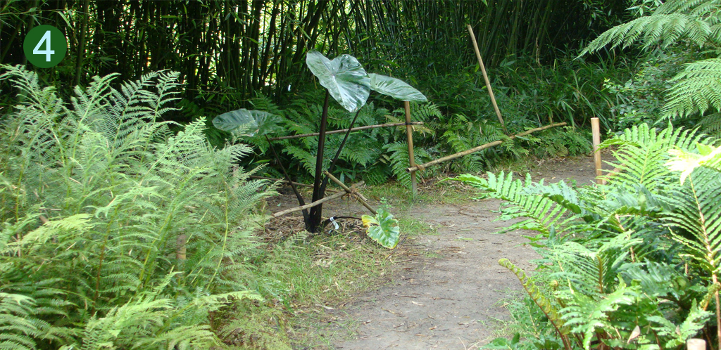 Colocasia “Black Stem” bij botanische tuin DeGroenePrins