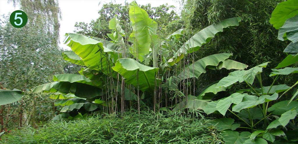 Mountain bananas-Musa-DeGroenePrins botanical garden
