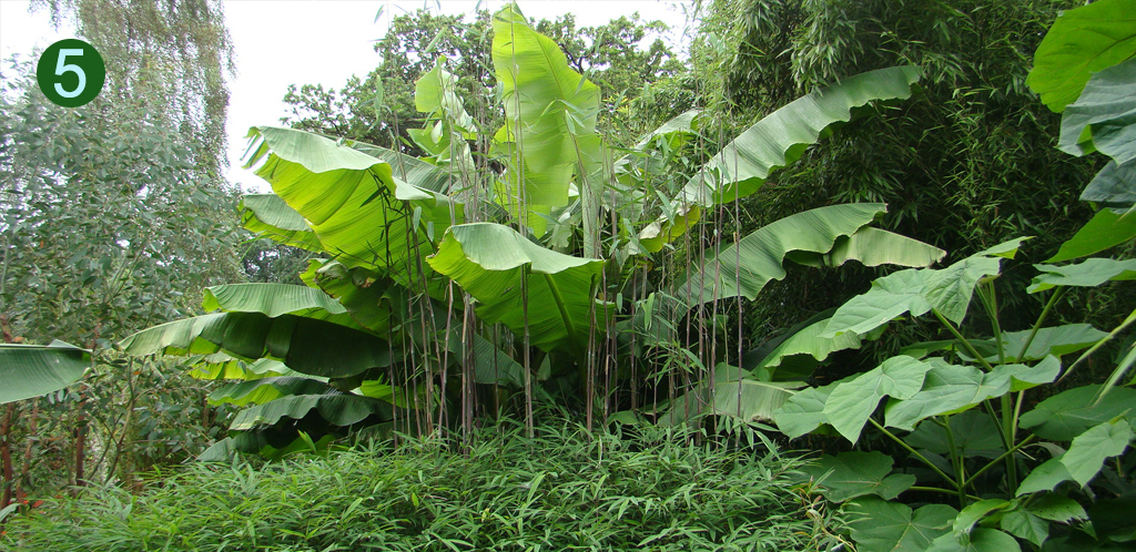 Musa basjoo bergbanaan bij botanische tuin De Groene Prins