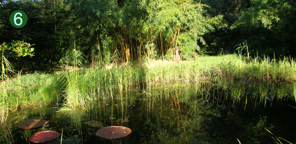 Victoria longwood hybrid in the pond at DeGroenePrins botanical garden