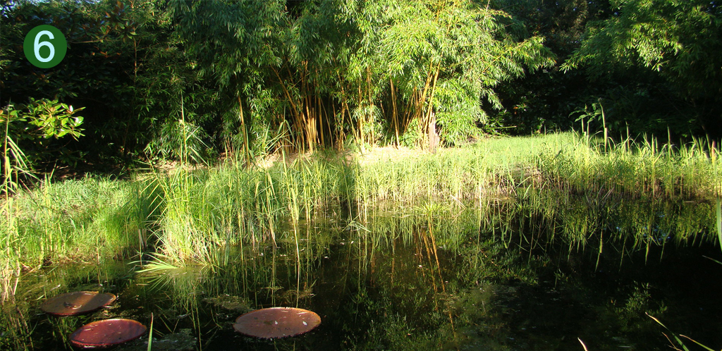 Victoria “Longwood Hybrid” in de vijver bij botanische tuin De Groene Prins