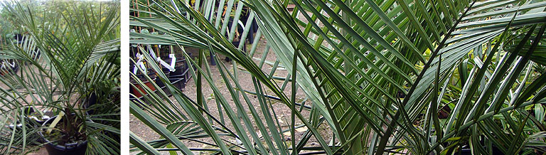 Jubaea chilensis in the deGroenePrins botanical garden