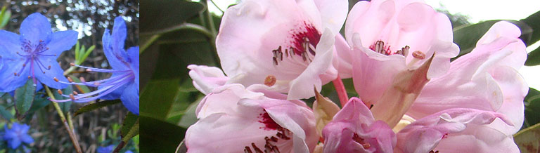 rhododendrons-botanical-garden-deGroenePrins