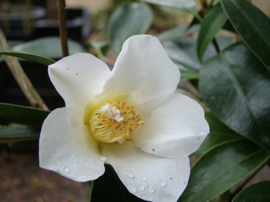 Bloei Camellia bij Botanische tuin De Groene Prins