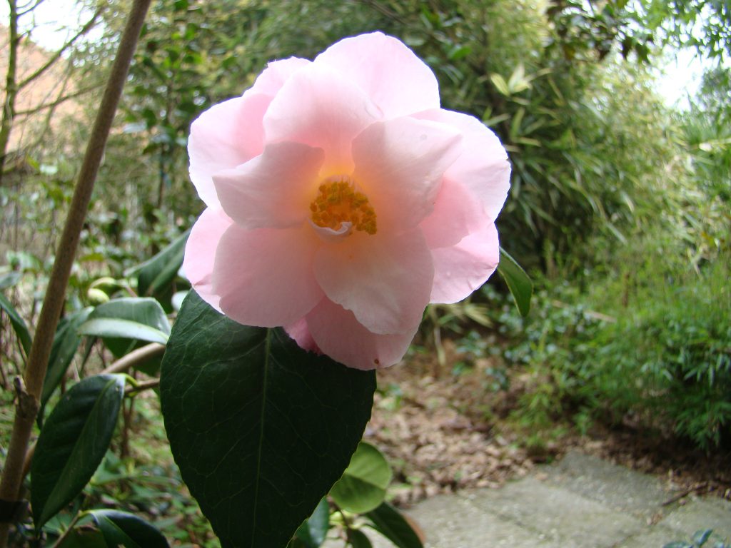 Camellia Berenice Body met enkele roze bloemen bij Botanische tuin De Groene Prins
