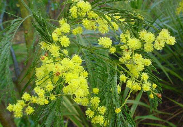 Mimosa (Acacia dealbata) kan jarenlang groeien en bloeien voordat een strenge winter daar een eind aan maakt