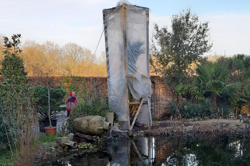 Phoenix canariensis met winterbescherming