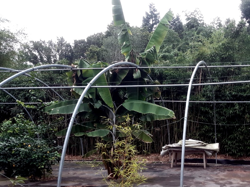 Bergbananen