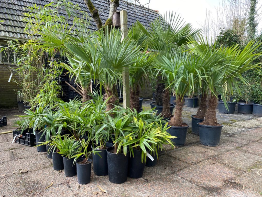 Trachycarpus fortunei