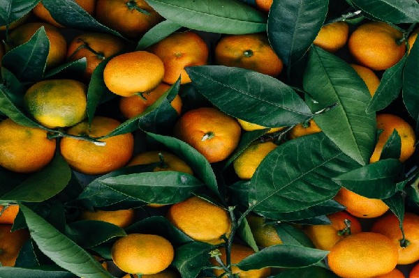satsumas deGroeneprins