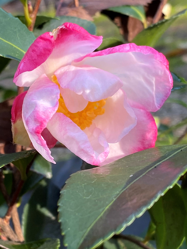 camellia sasanqua 