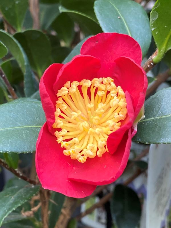 camellia vernalis yuletide