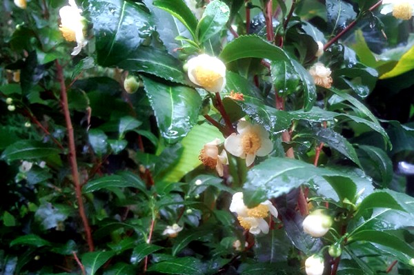 Tea plant blooming in november