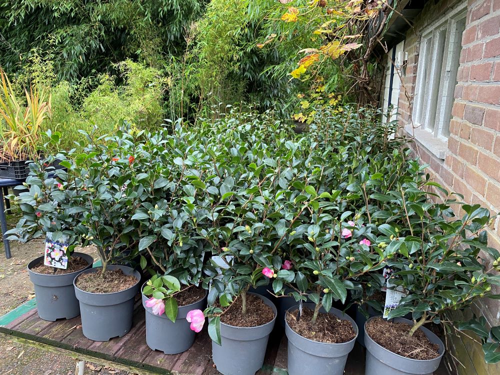 camellia winterhard