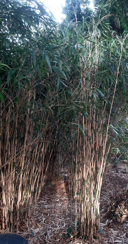 Pseudosasa japonica wacht op een liefhebber